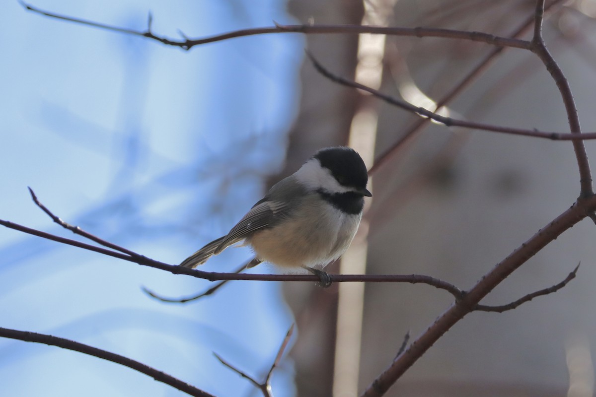 Black-capped Chickadee - ML620474840