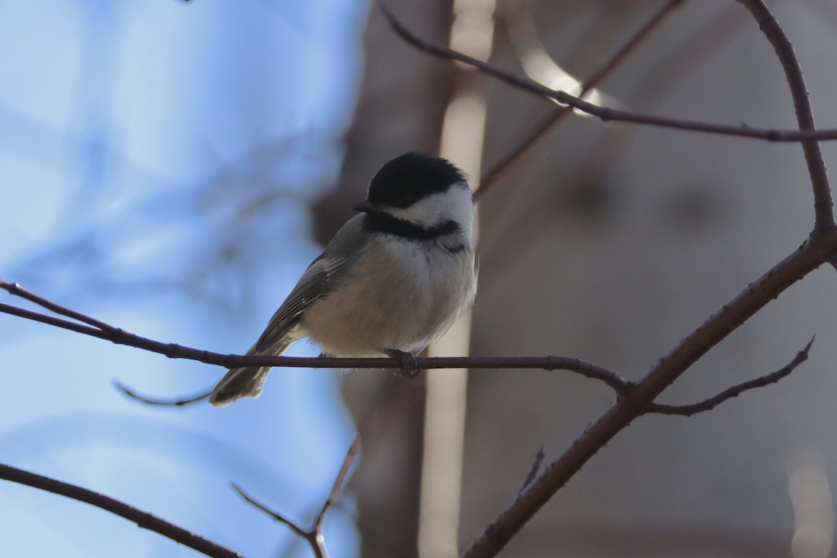 Black-capped Chickadee - ML620474841