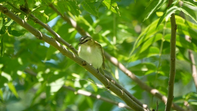 Red-eyed Vireo - ML620474847