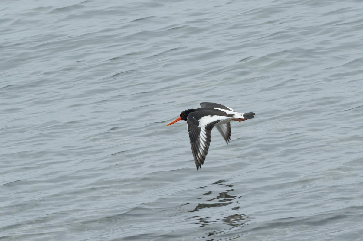 Eurasian Oystercatcher - ML620474850