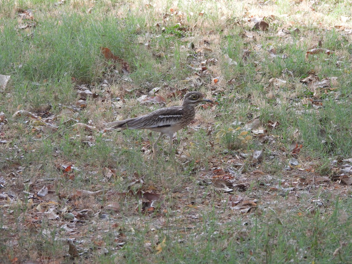 Indian Thick-knee - ML620474851