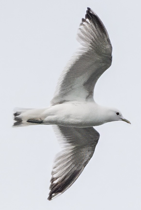 Short-billed Gull - ML620474853