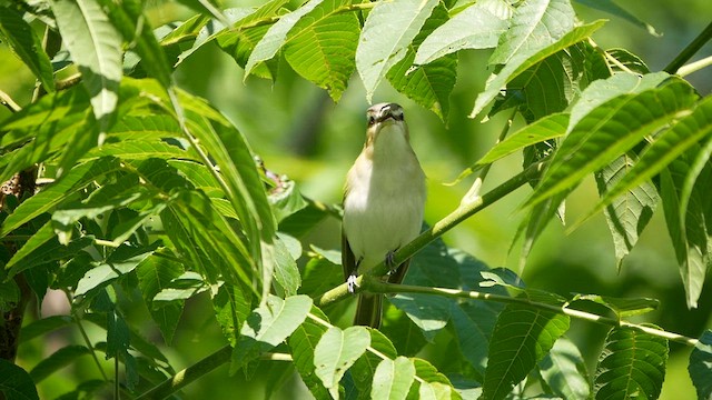 Rotaugenvireo - ML620474855