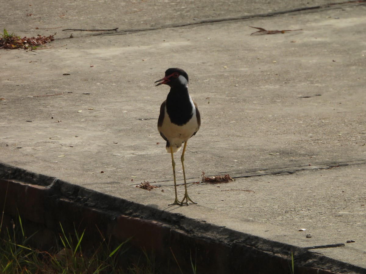 Red-wattled Lapwing - ML620474857