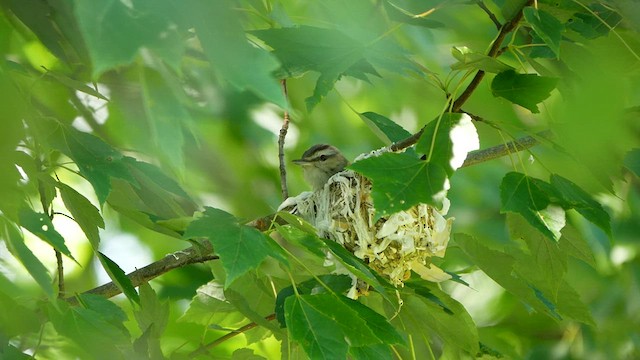 rødøyevireo - ML620474863