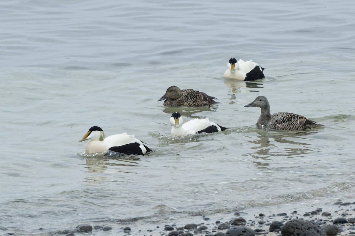 Common Eider - Donald Davesne