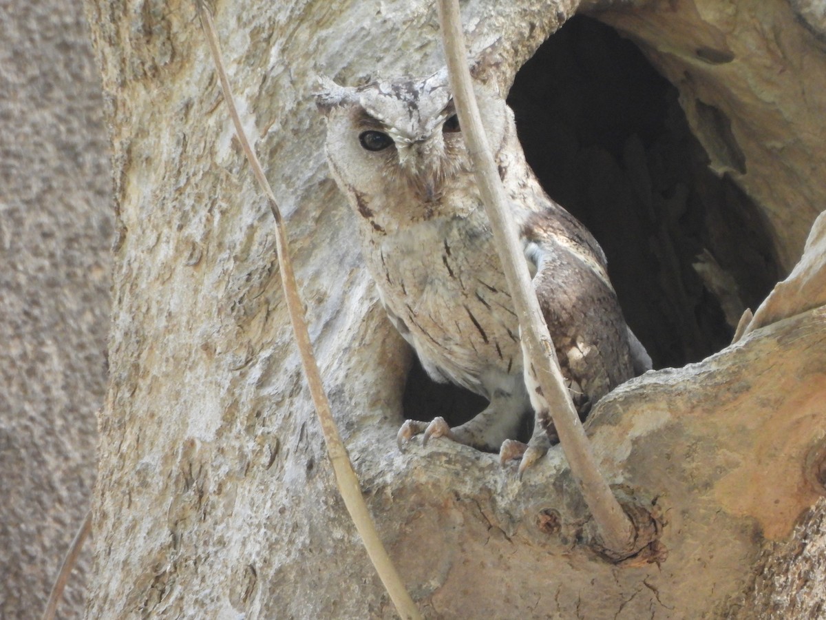 Indian Scops-Owl - ML620474873