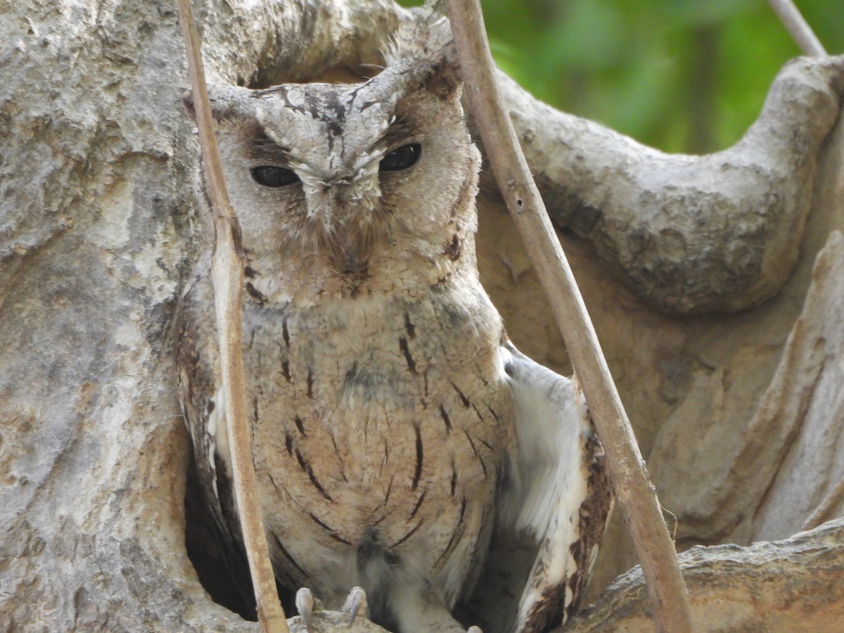 Indian Scops-Owl - ML620474875