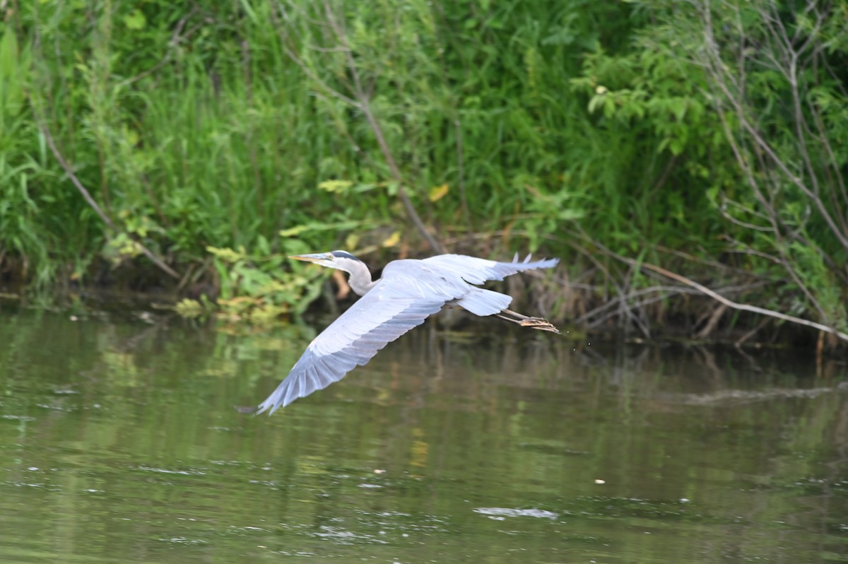 Great Blue Heron - ML620474877