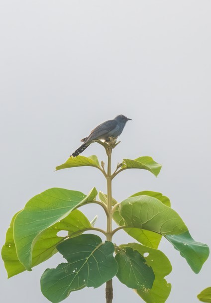 Gray-bellied Cuckoo - ML620474880