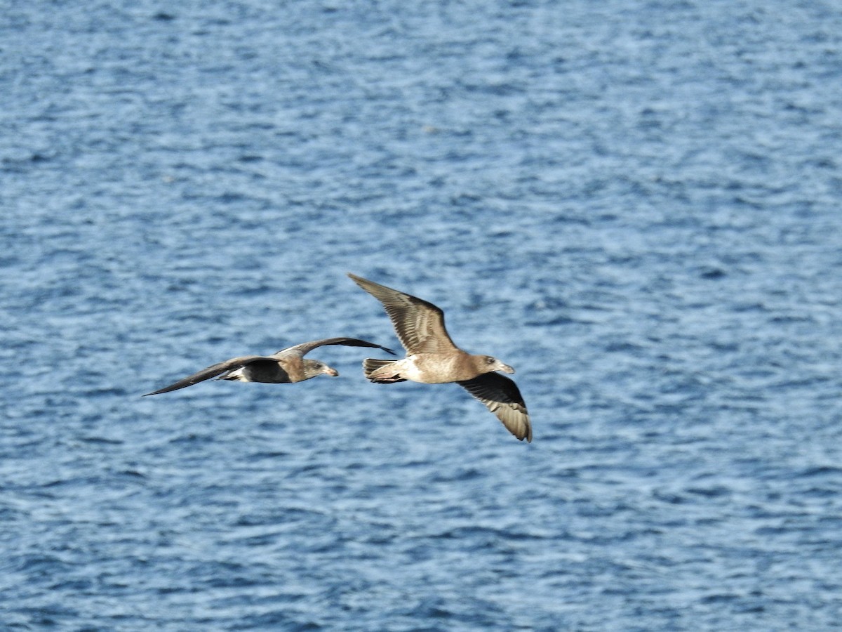 Gaviota de Tasmania - ML620474885