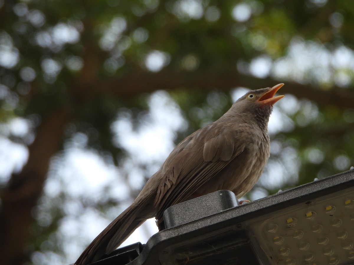 Jungle Babbler - ML620474887