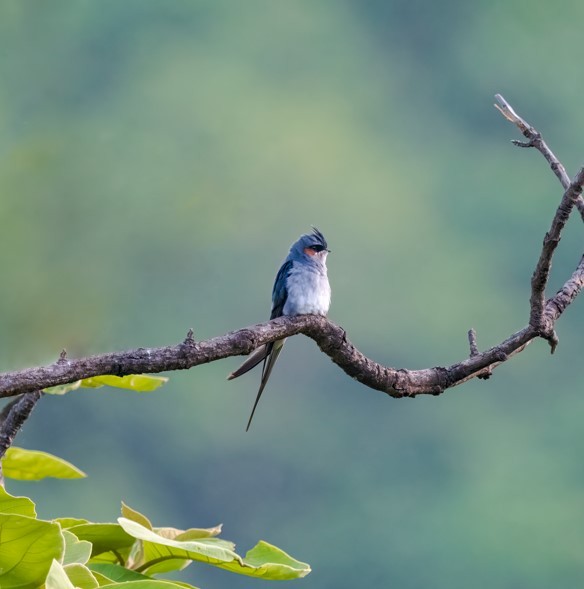 Crested Treeswift - ML620474888