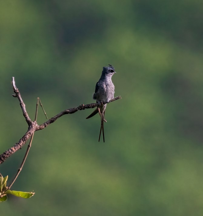 Crested Treeswift - ML620474889