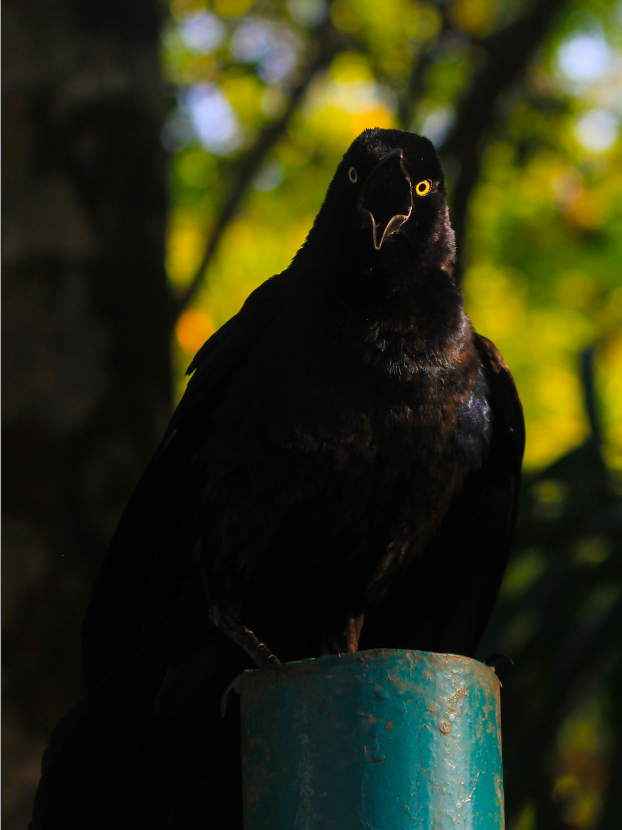 Great-tailed Grackle - ML620474890