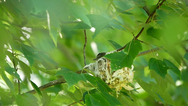 rødøyevireo - ML620474891