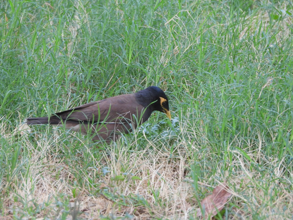 Common Myna - ML620474897