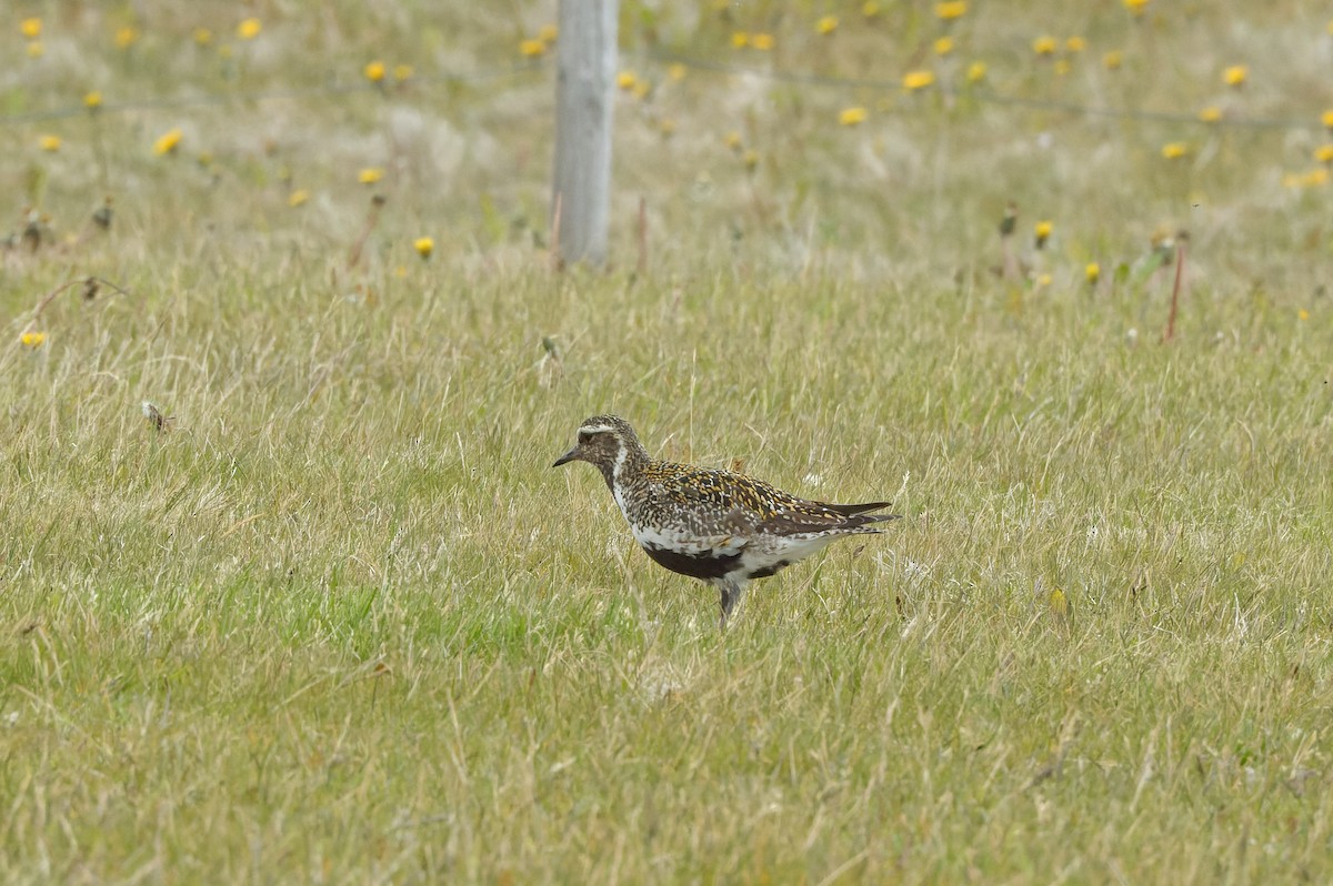 European Golden-Plover - ML620474900