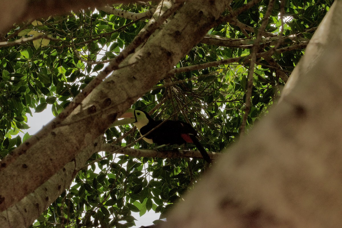 Keel-billed Toucan - ML620474904