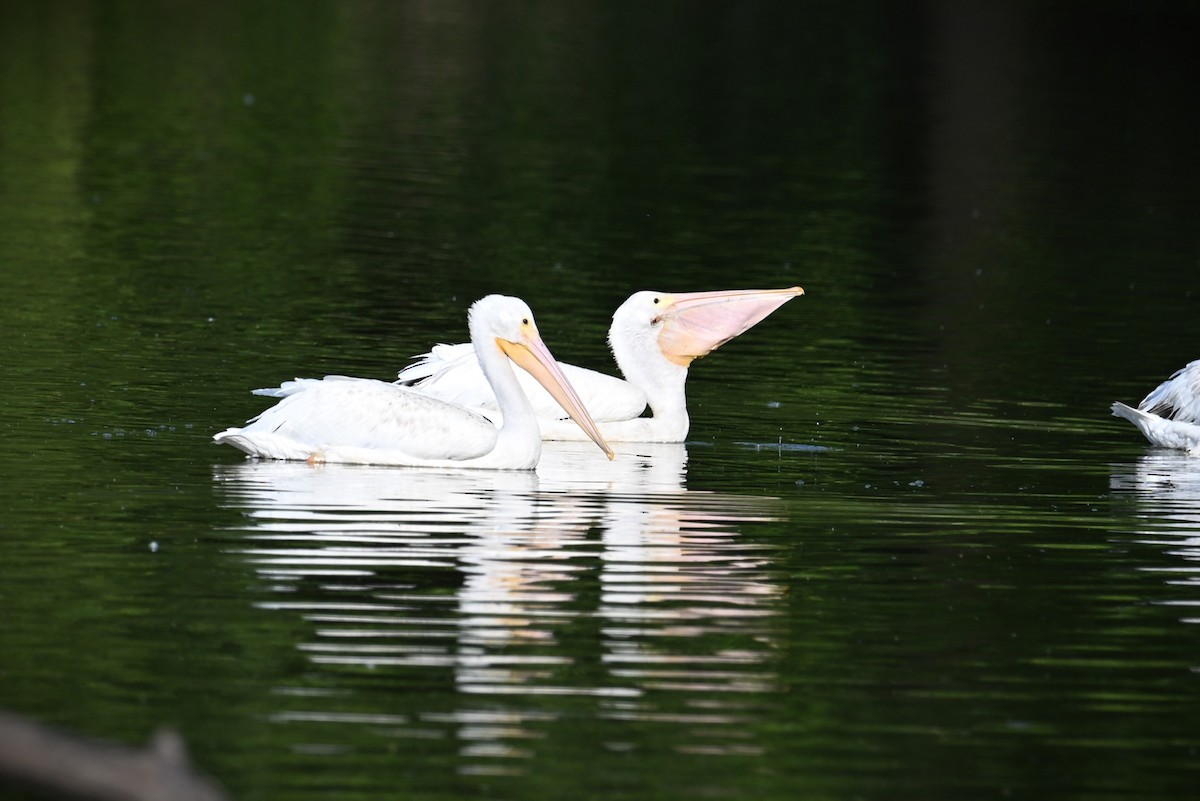 American White Pelican - ML620474905