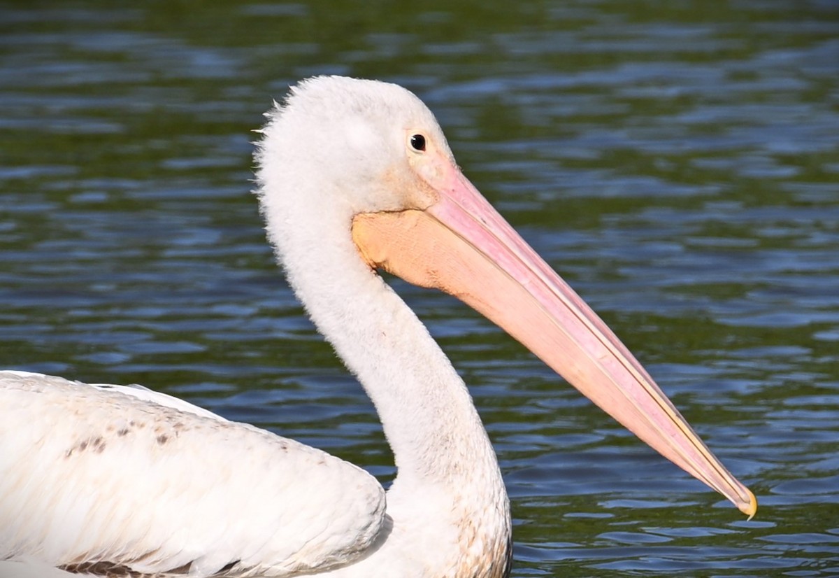 American White Pelican - ML620474907