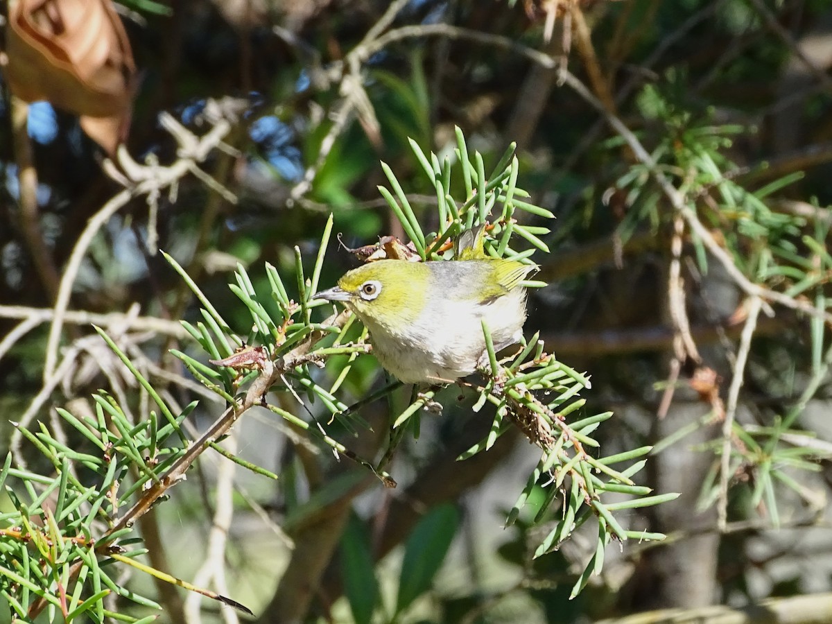 Zostérops à dos gris - ML620474912