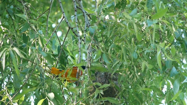 פזאי צפוני - ML620474914