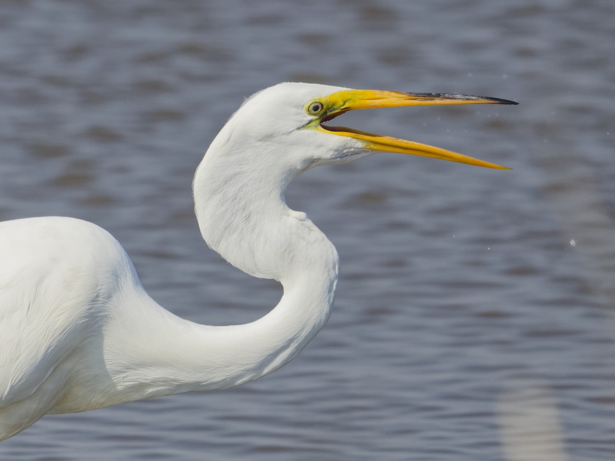 Great Egret - Angus Wilson