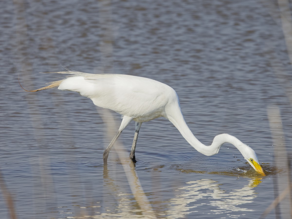 Great Egret - ML620474923