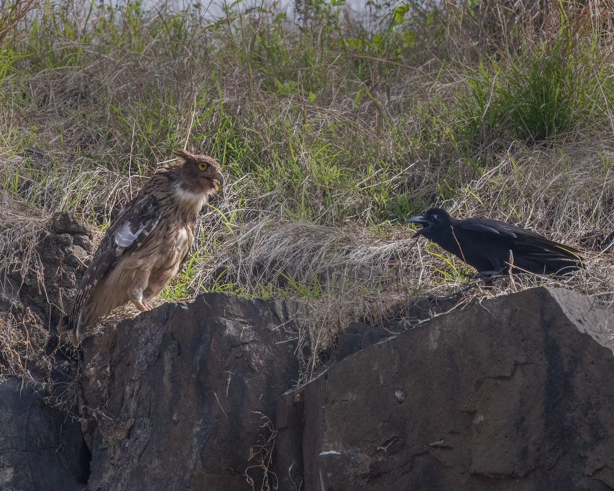 Brown Fish-Owl - ML620474926