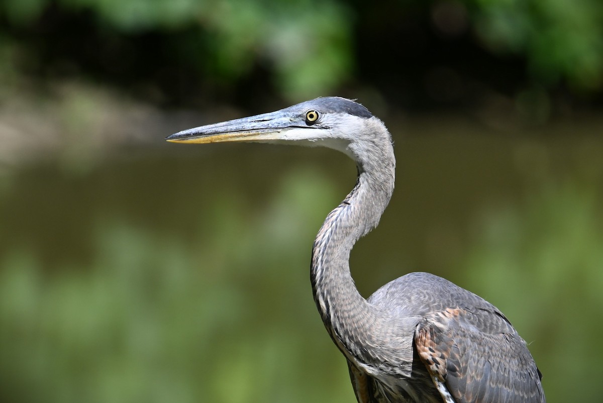 Great Blue Heron - ML620474928