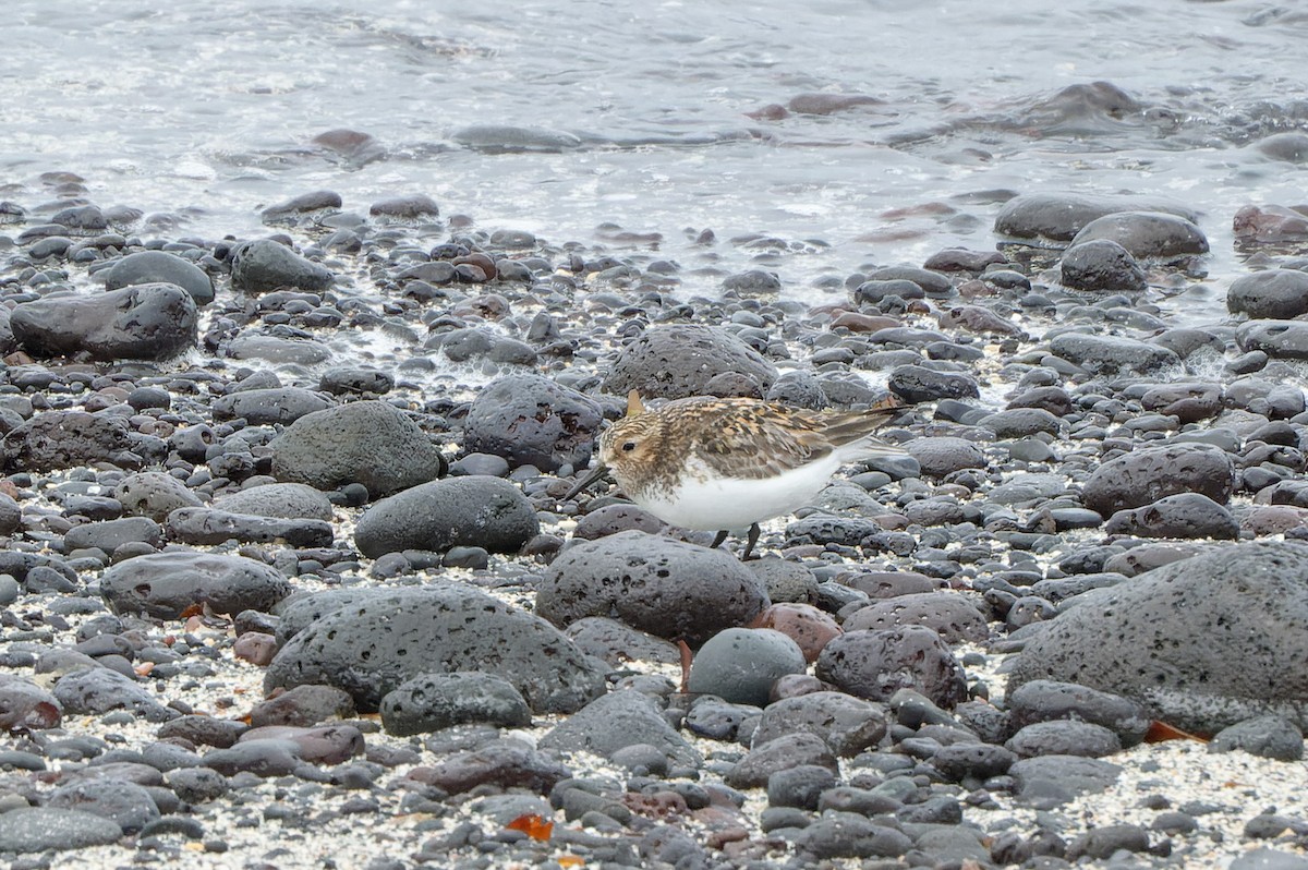 Bécasseau sanderling - ML620474933