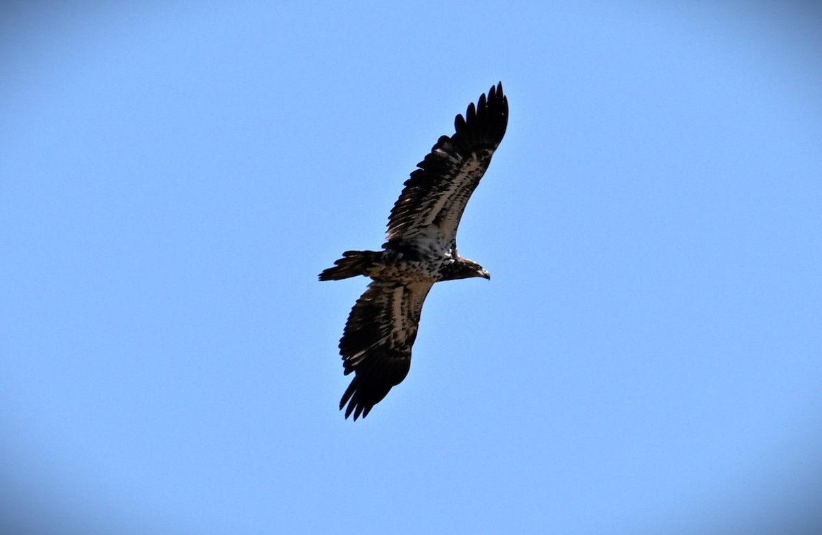 Bald Eagle - ML620474934