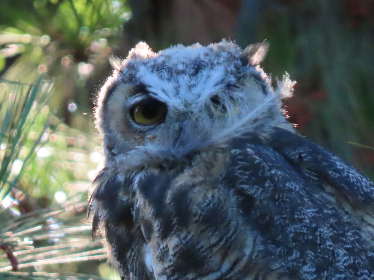 Great Horned Owl - ML620474936