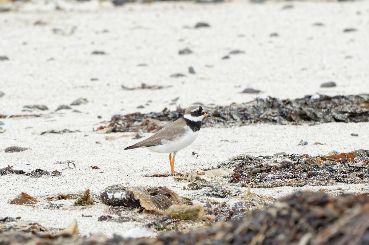 Common Ringed Plover - ML620474938