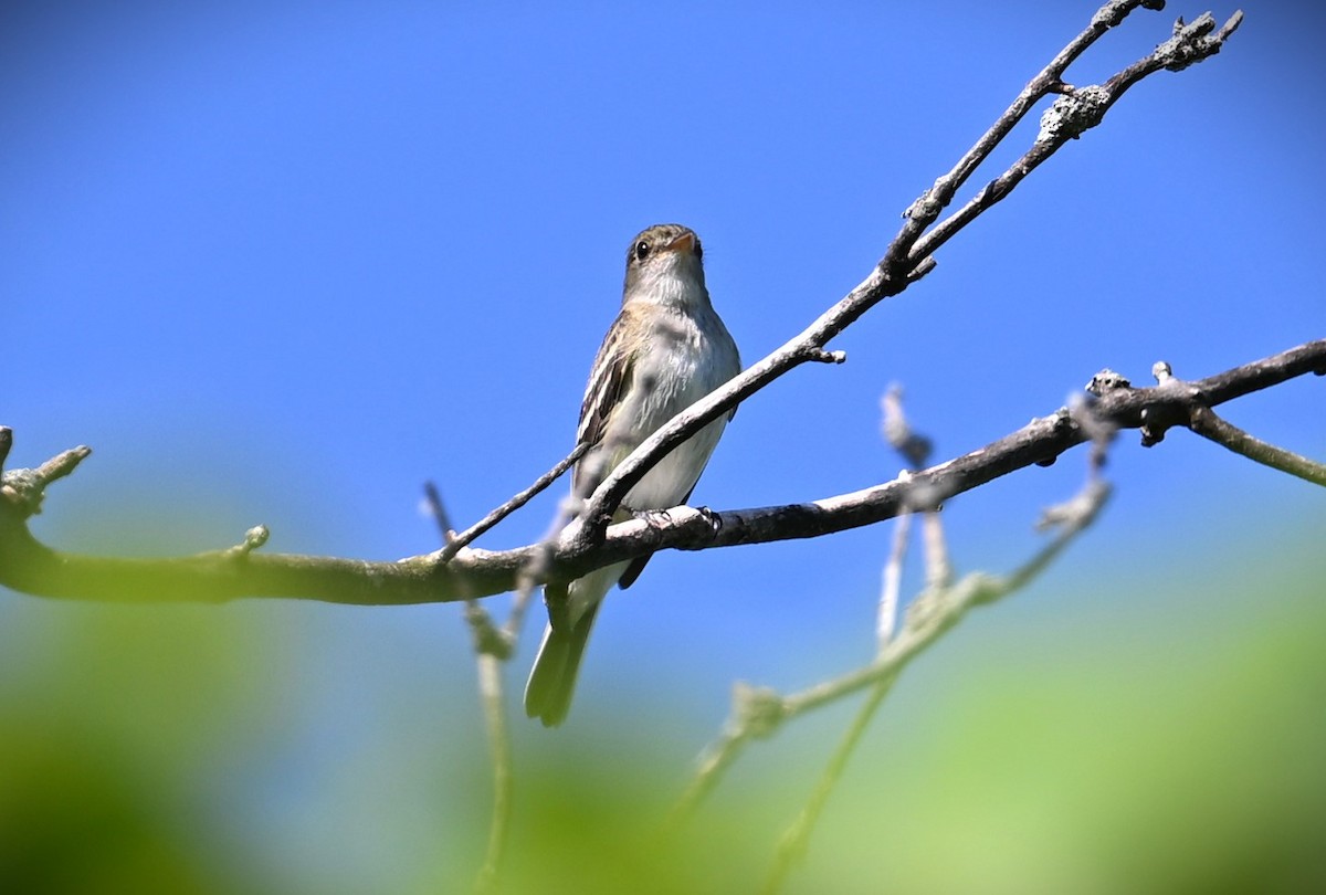 Alder Flycatcher - ML620474940