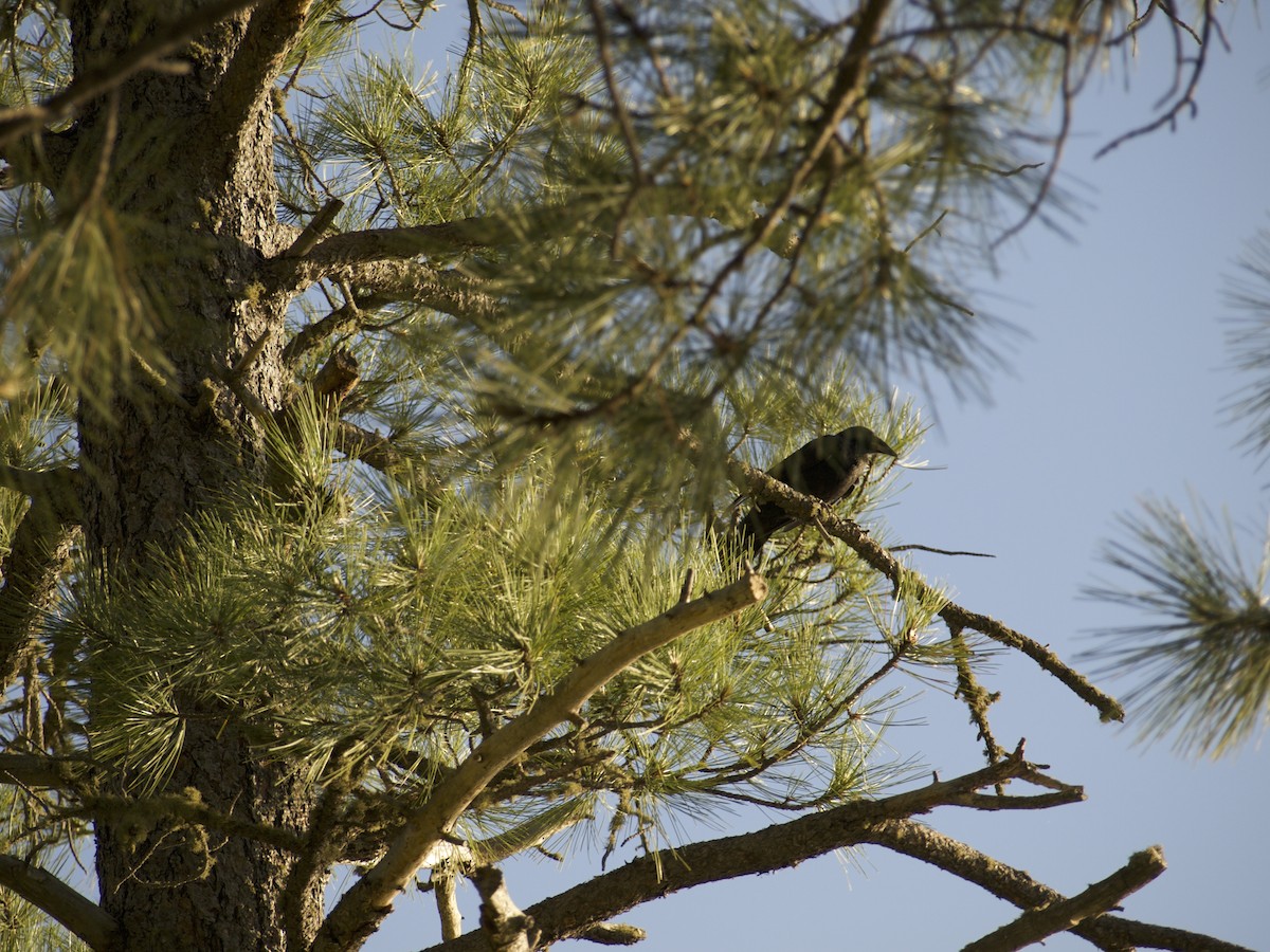 American Crow - ML620474945