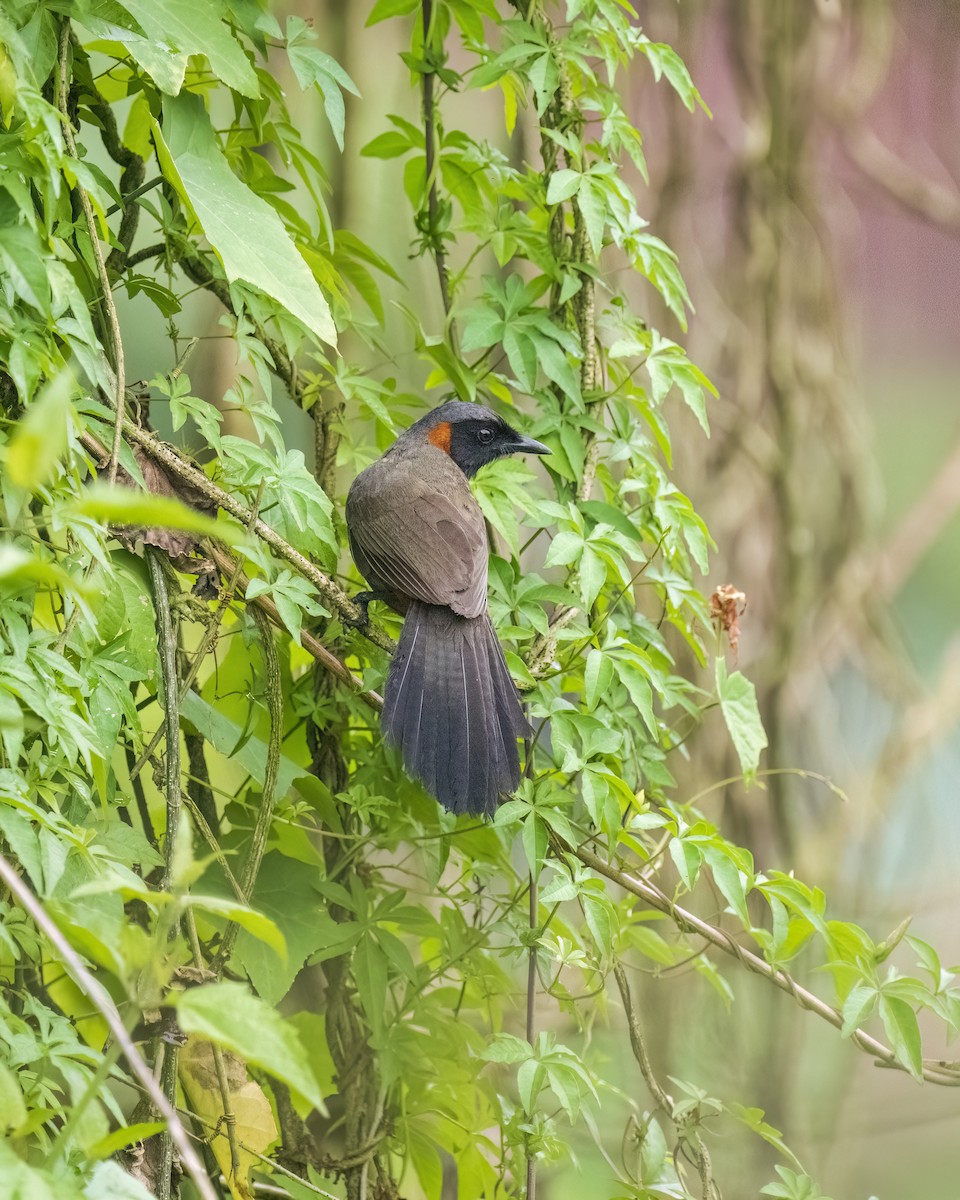 Rufous-necked Laughingthrush - Shuvadip Som