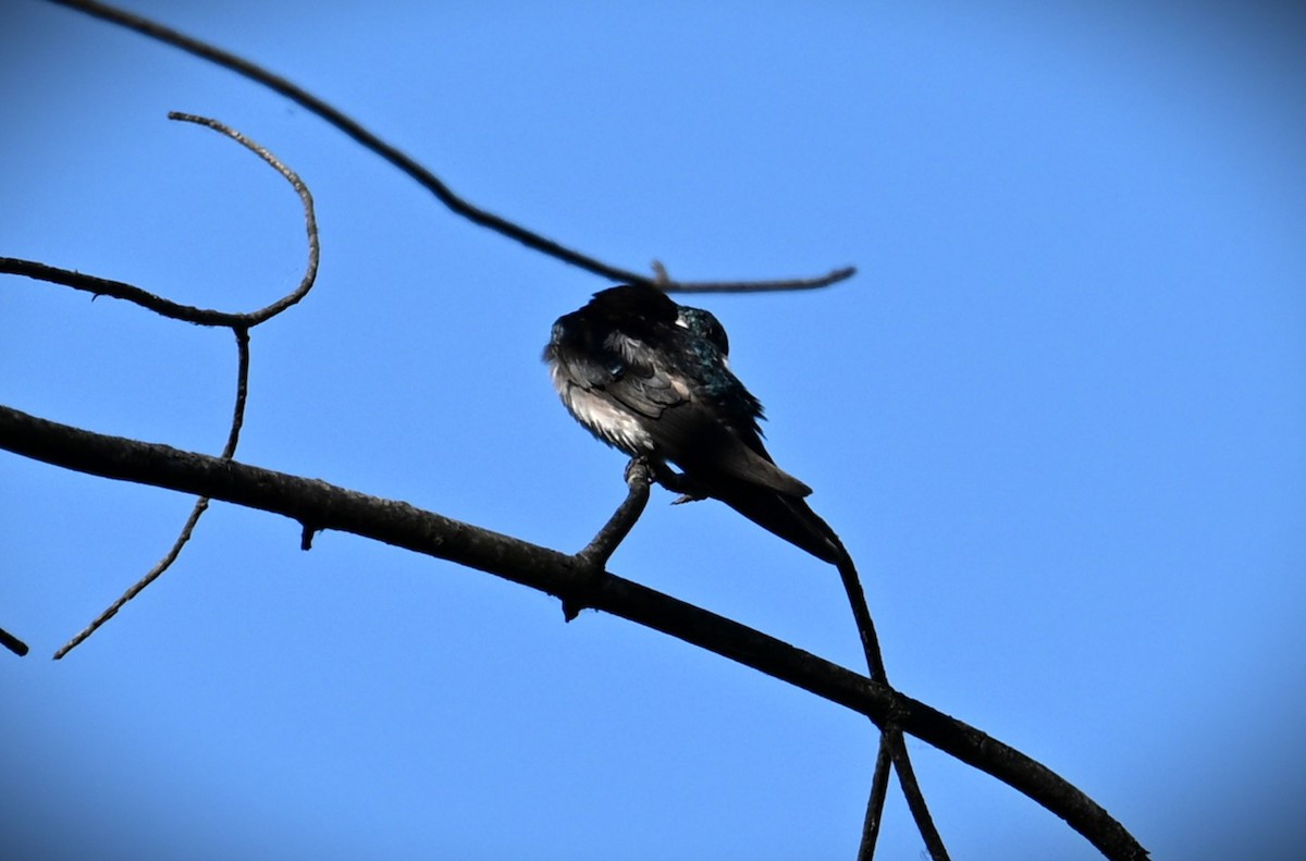 Golondrina Bicolor - ML620474947