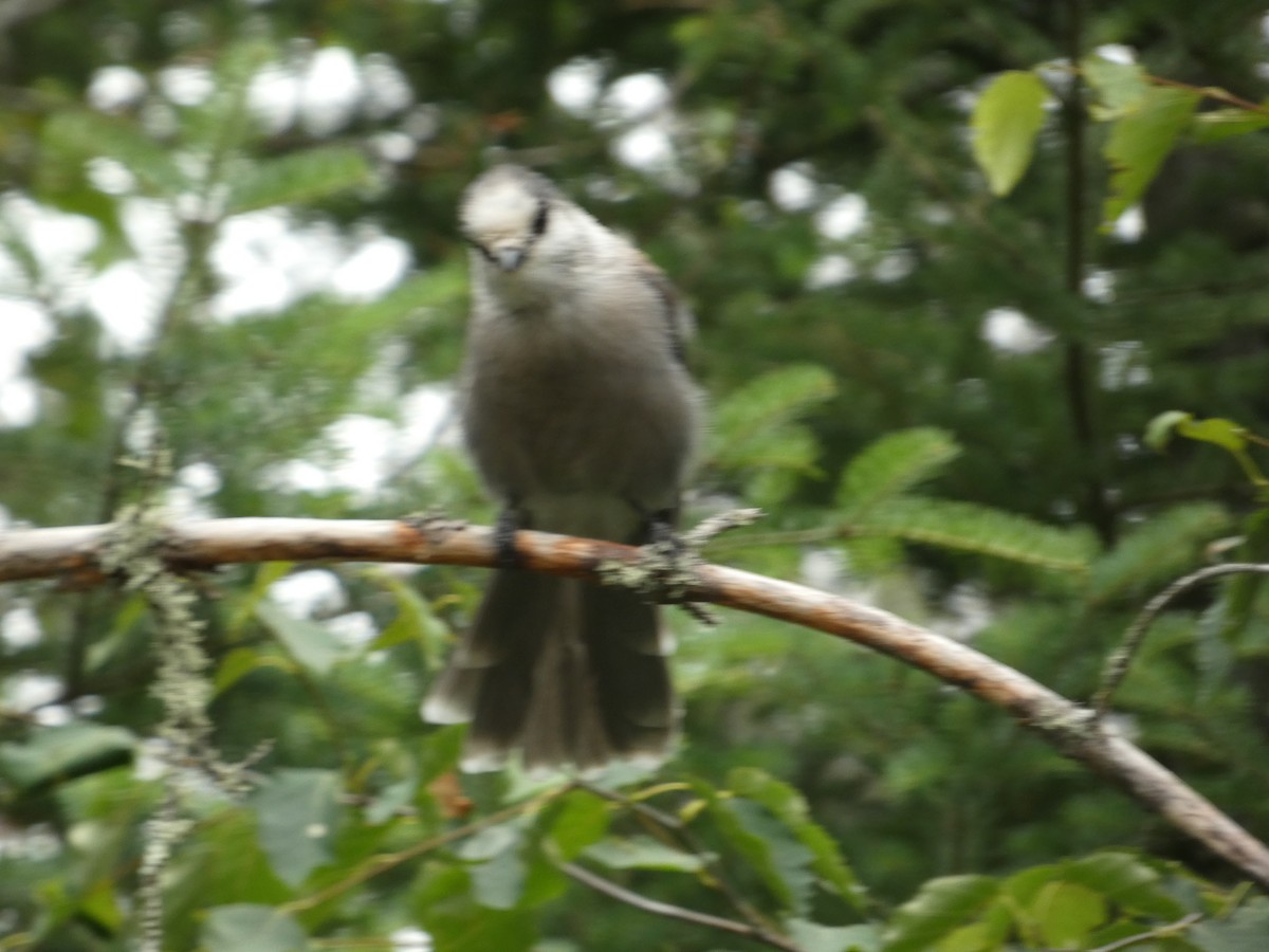 Canada Jay - ML620474953