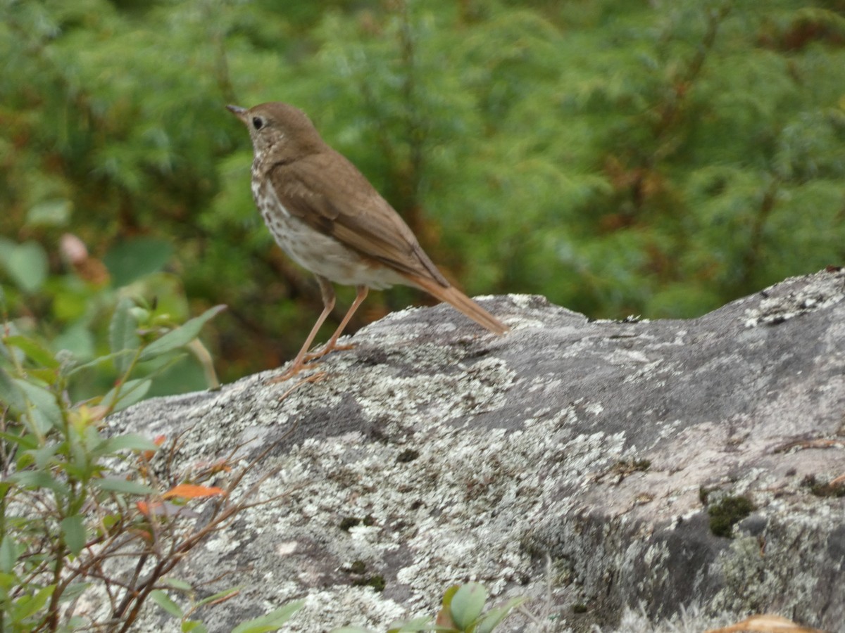 Hermit Thrush - ML620474957