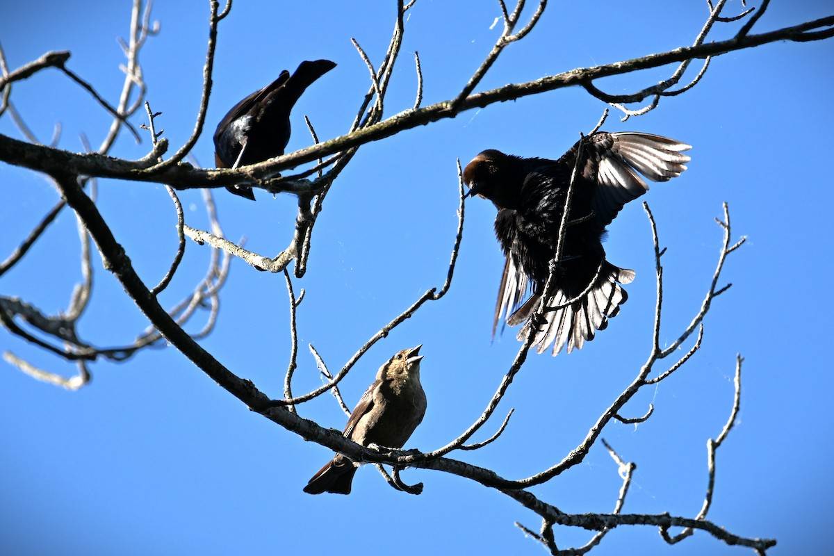 Brown-headed Cowbird - Wayne Wauligman