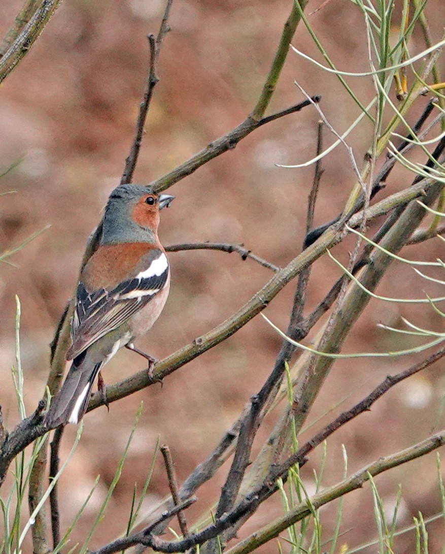 Common Chaffinch - ML620474964