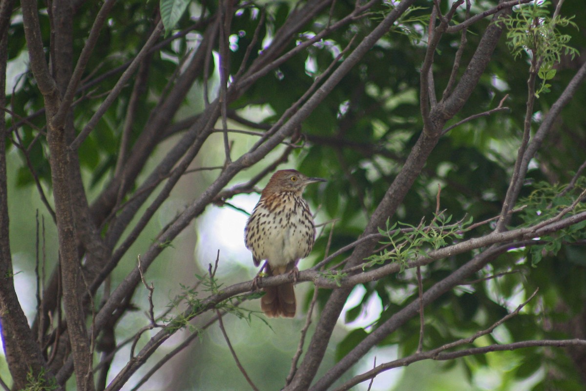 Brown Thrasher - ML620474965