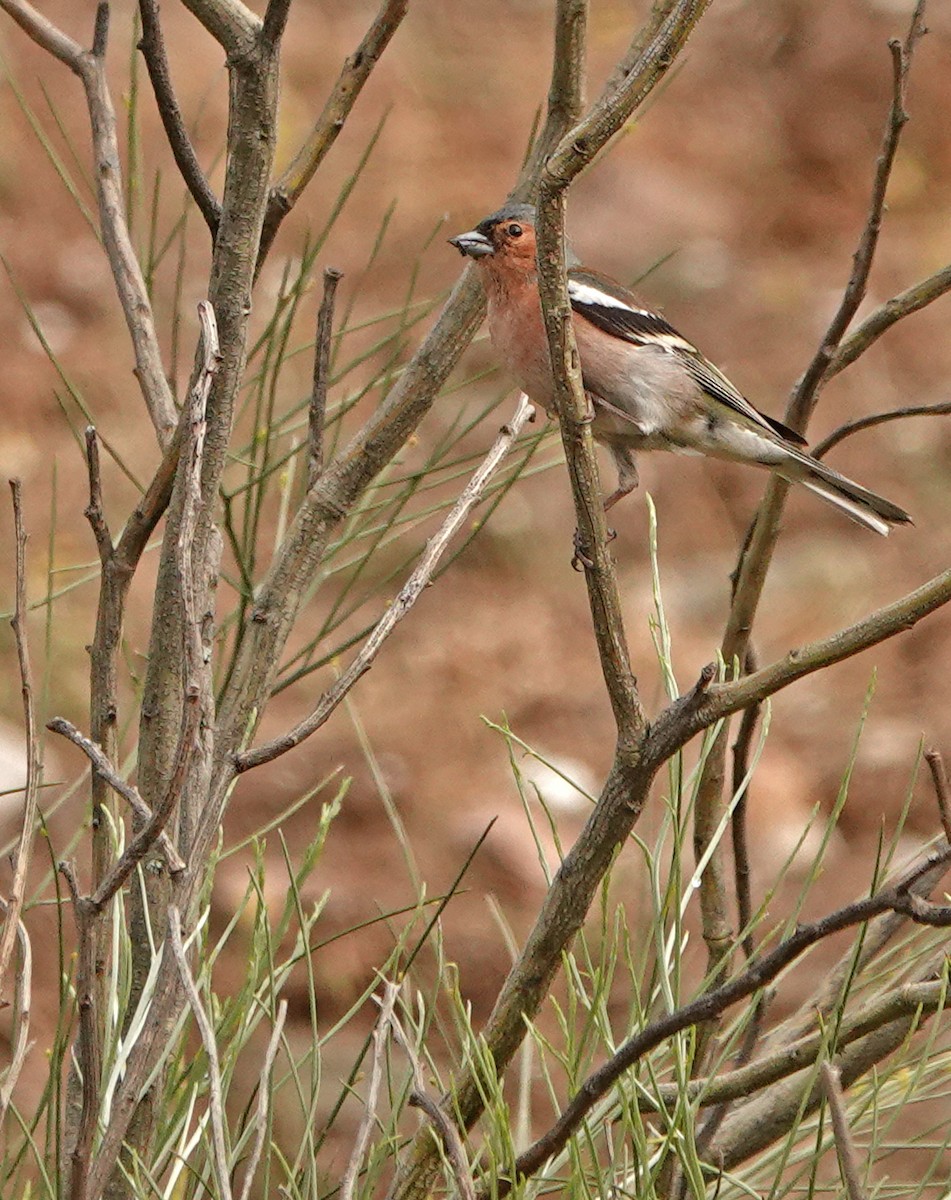 Common Chaffinch - Diane Drobka