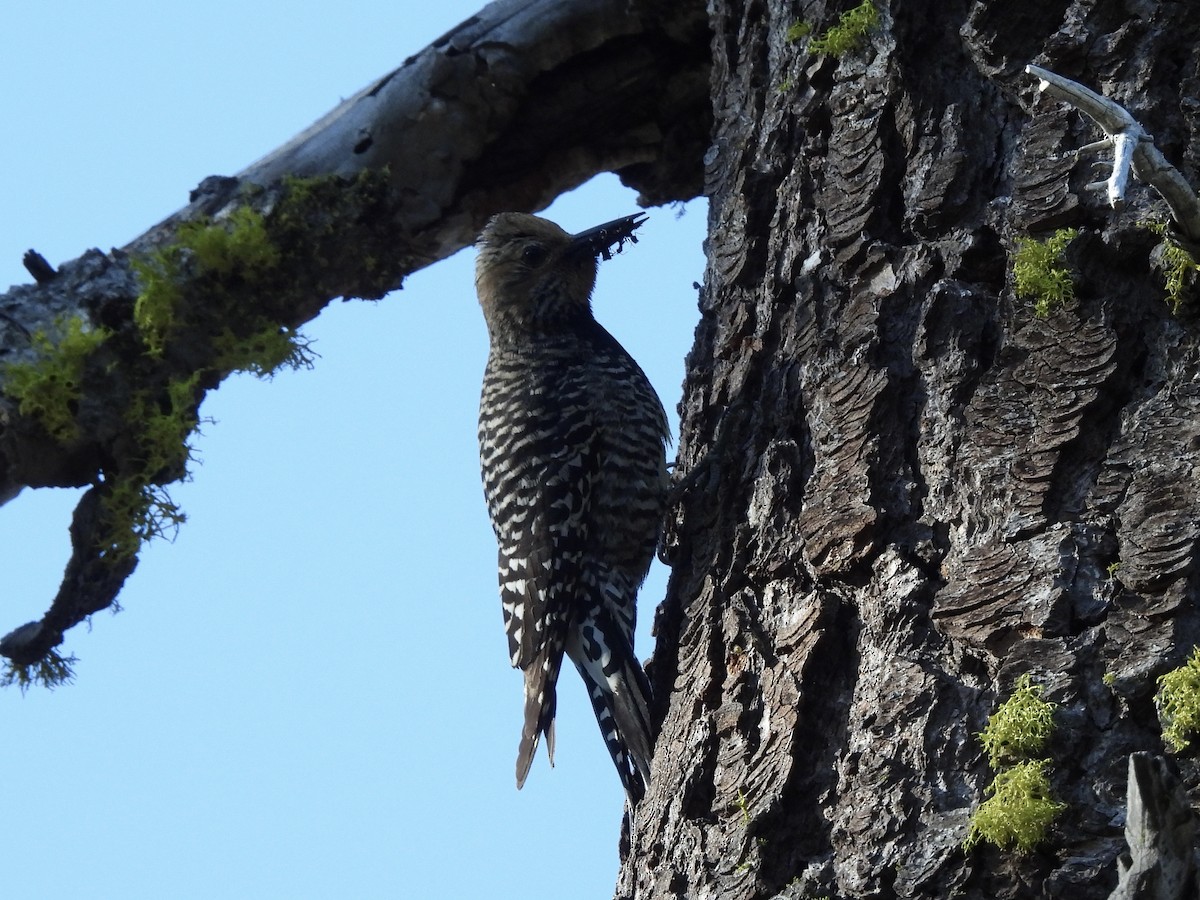 Williamson's Sapsucker - ML620474969