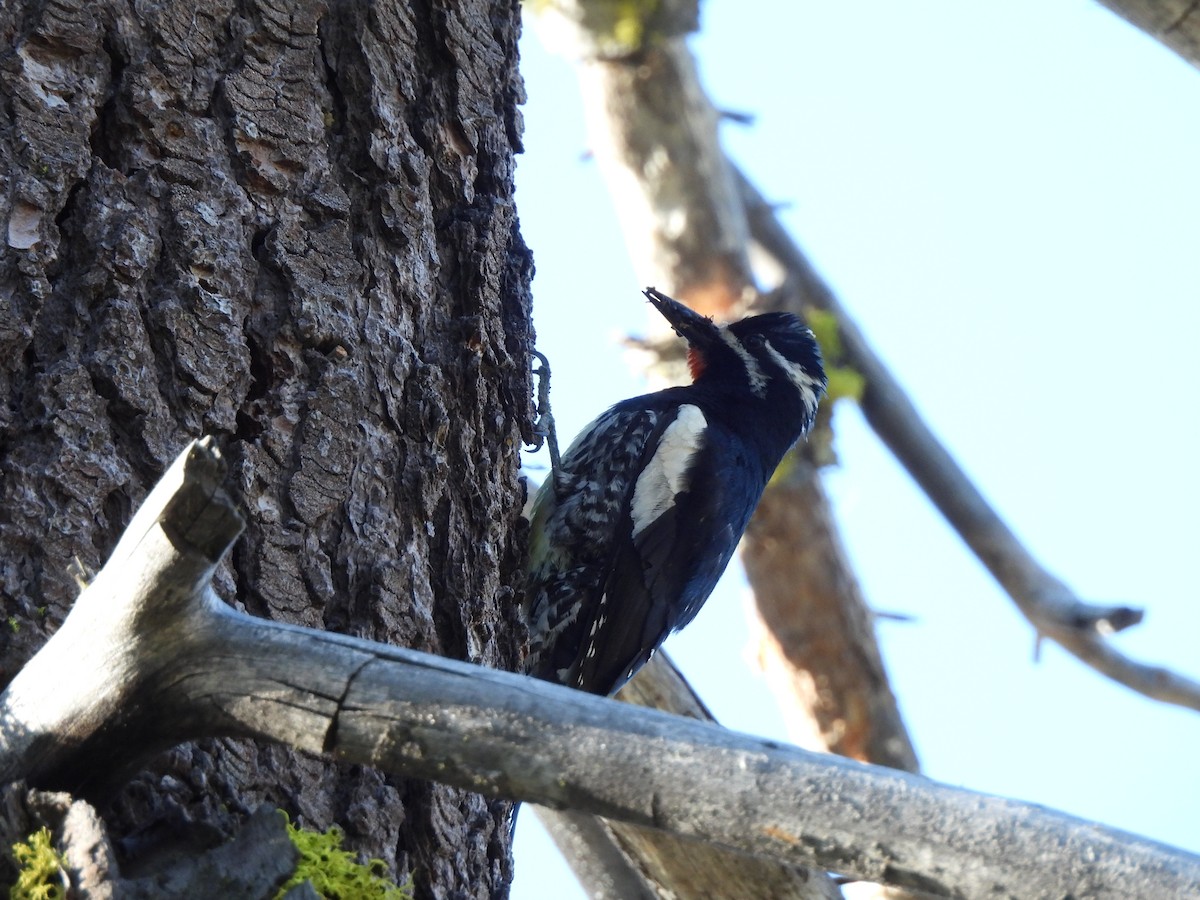 Williamson's Sapsucker - ML620474974