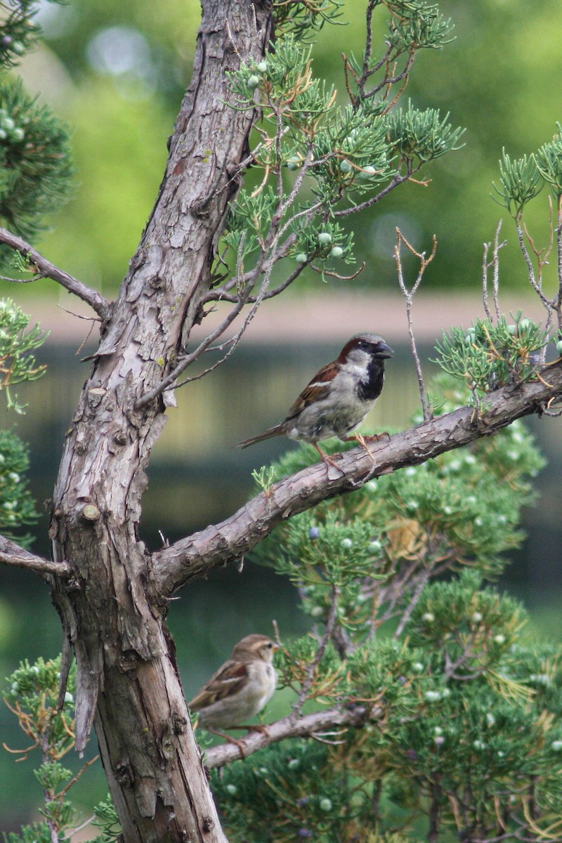 Moineau domestique - ML620474975