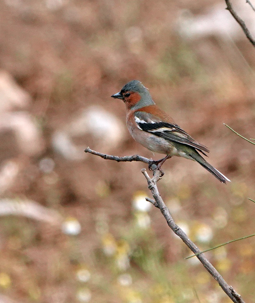 Common Chaffinch - ML620474977