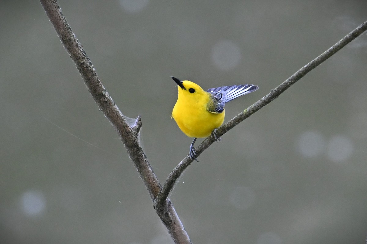 Prothonotary Warbler - ML620474978